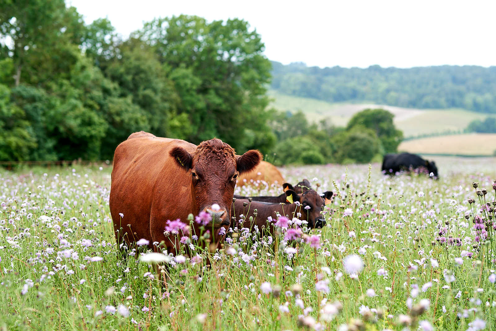 Billy x British Pasture Leather