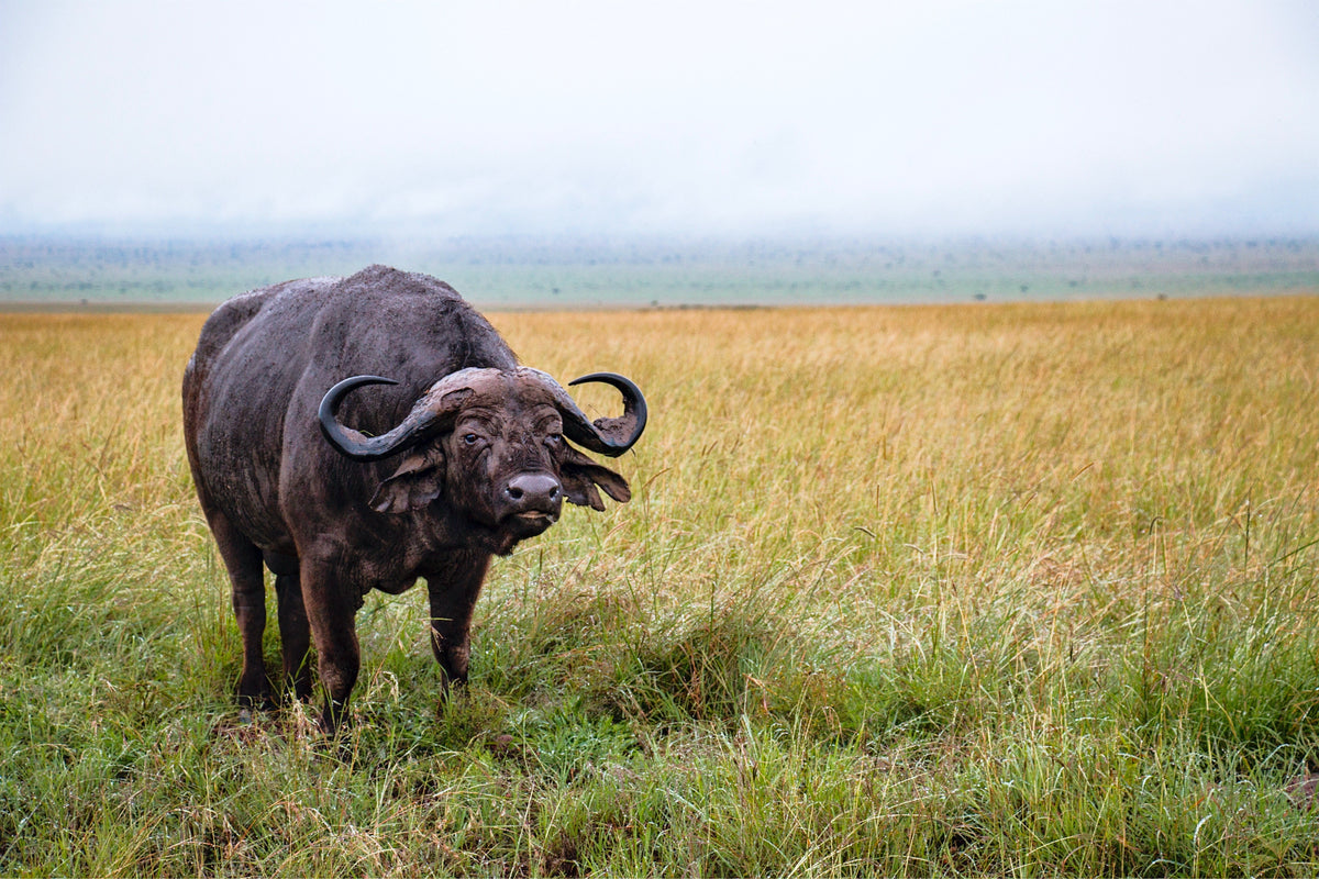 Buffalo vs Goat Leather: What's the difference?