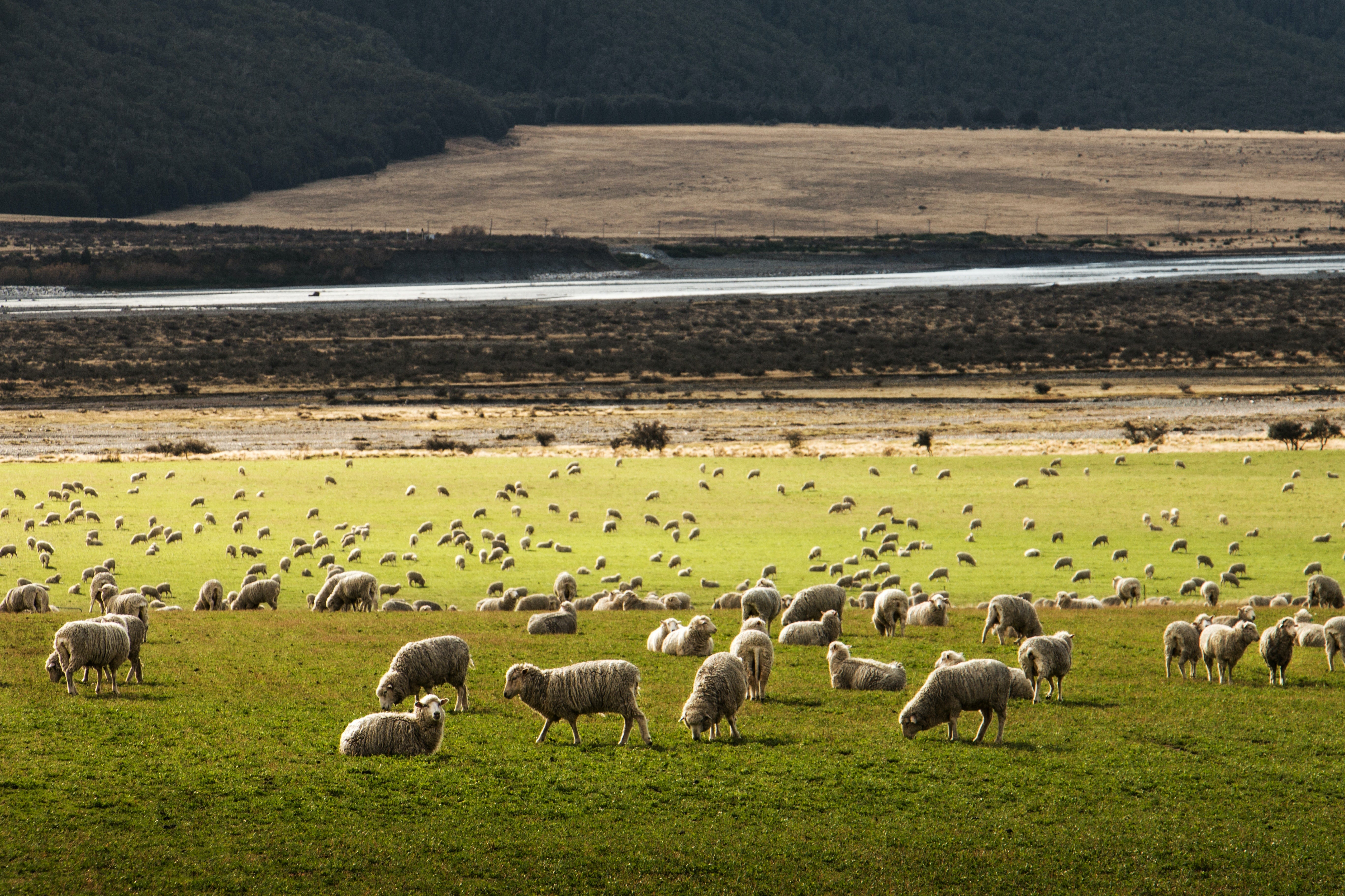 Goat vs sheep leather: which is best?