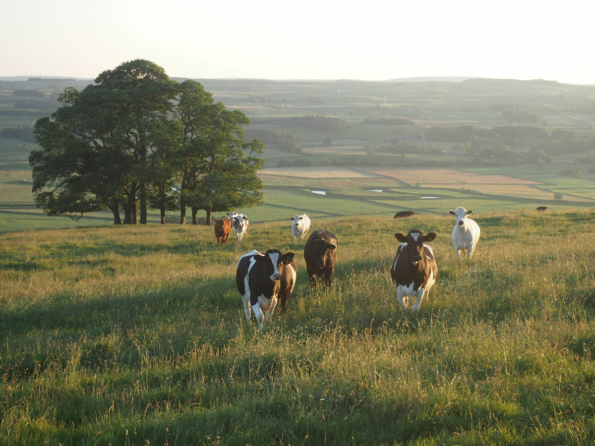 Cow vs goat leather: which is best?
